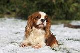 CAVALIER KING CHARLES 543